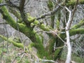 Ein altes Baum mit Moosflechte am Baumstamm